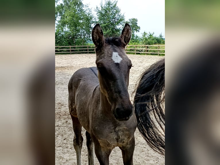 Cavallo Curly Stallone Puledri (04/2026) 158 cm Grullo in Ruinen