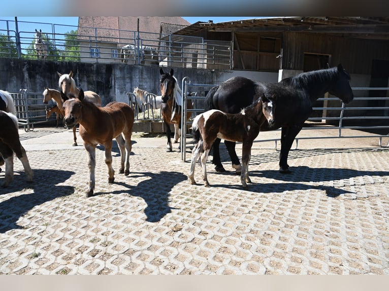 Cavallo Curly Mix Stallone Puledri (04/2026)  in Klettgau