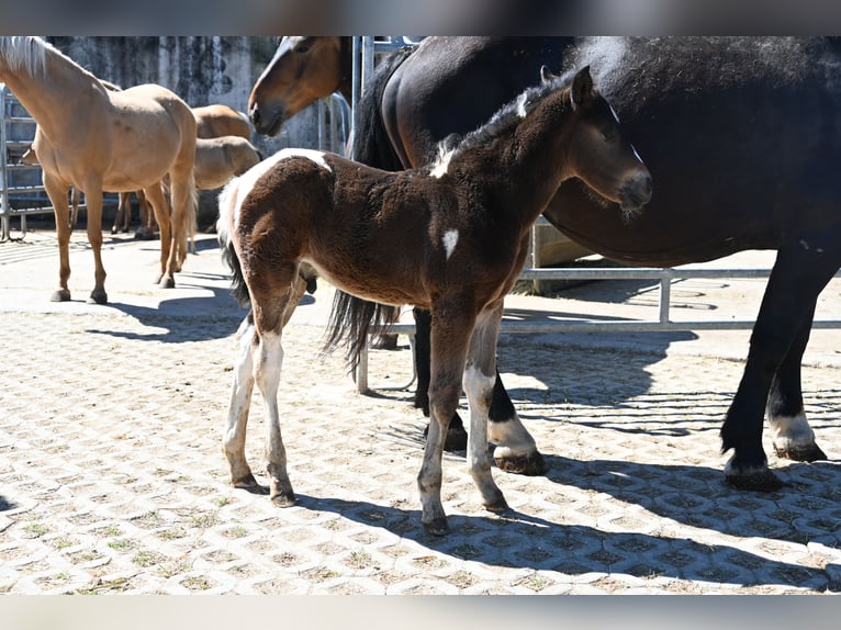 Cavallo Curly Mix Stallone Puledri (04/2026)  in Klettgau