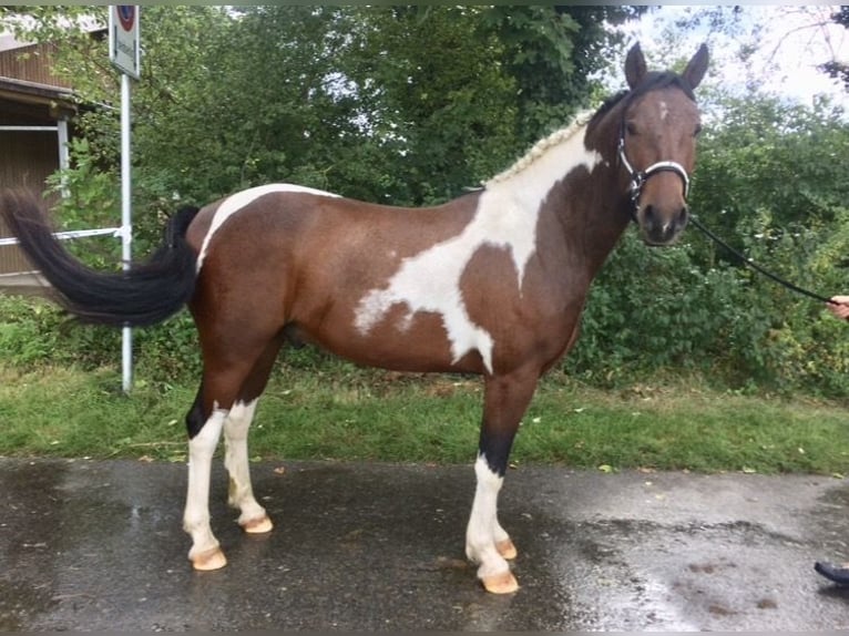 Cavallo Curly Stallone Tobiano-tutti i colori in Bern