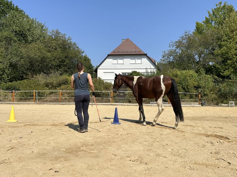 Cavallo da corsa veloce Castrone 3 Anni 155 cm Pezzato in Lahntal
