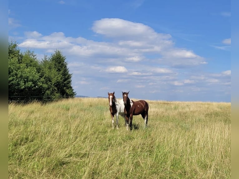 Cavallo da corsa veloce Castrone 3 Anni 155 cm Pezzato in Lahntal