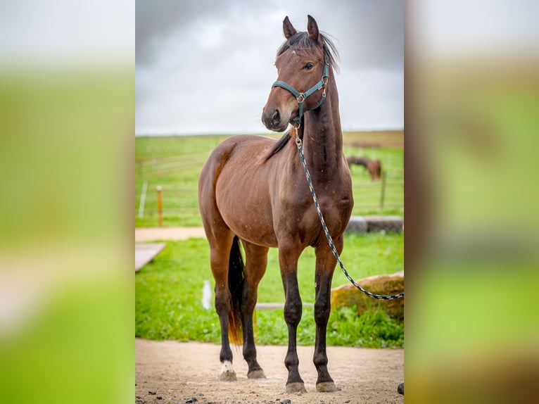 Cavallo da corsa veloce Castrone 3 Anni 156 cm Baio in Aichtal