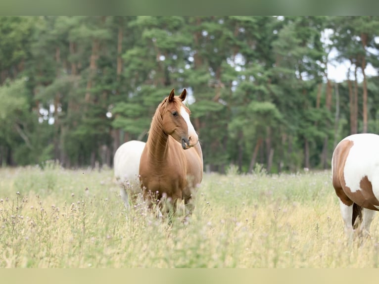 Cavallo da corsa veloce Giumenta 10 Anni 150 cm Sauro in Ribbesbüttel