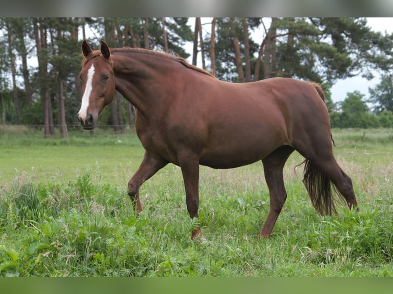 Cavallo da corsa veloce Giumenta 11 Anni 154 cm Sauro in Edemissen