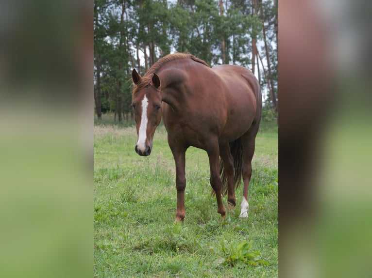 Cavallo da corsa veloce Giumenta 11 Anni 154 cm Sauro in Edemissen
