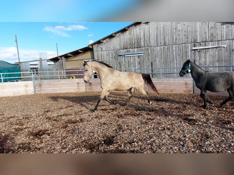 Cavallo da corsa veloce Giumenta 11 Anni 159 cm Pelle di daino in Kaiserslautern