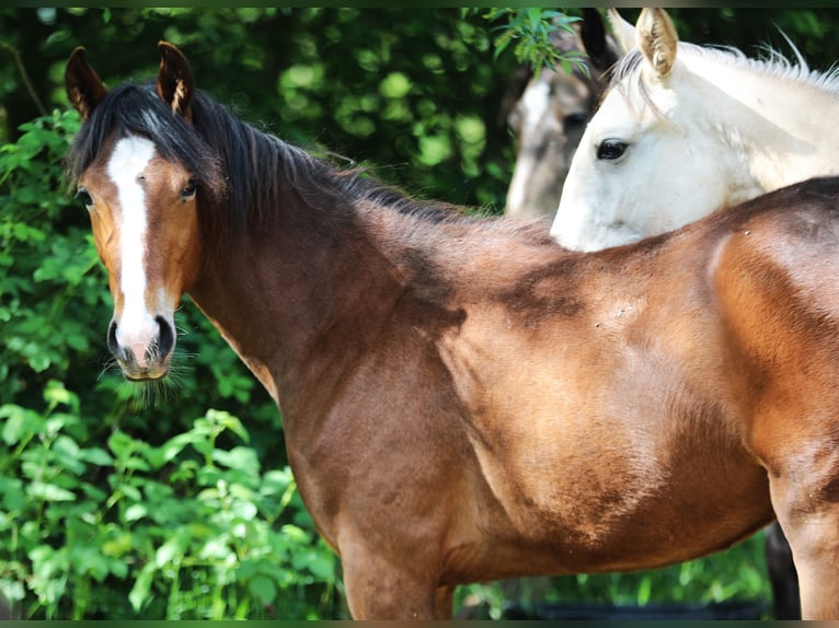 Cavallo da corsa veloce Giumenta 1 Anno 154 cm Baio in Eußerthal