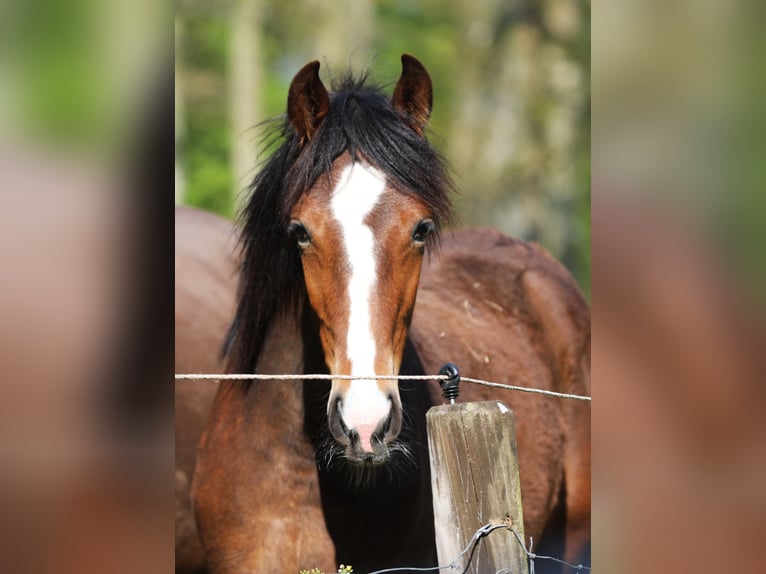 Cavallo da corsa veloce Giumenta 1 Anno 154 cm Baio in Eußerthal
