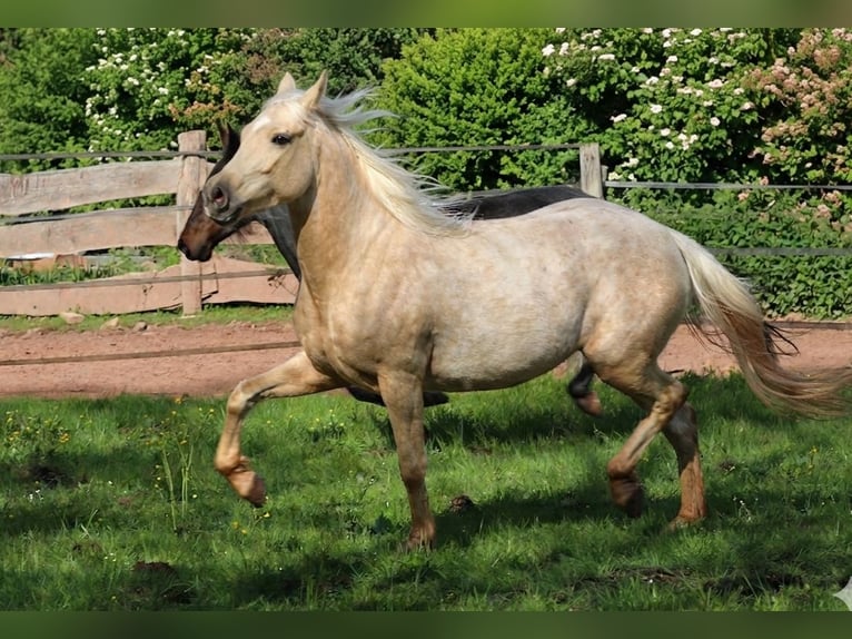 Cavallo da corsa veloce Giumenta 4 Anni 150 cm Palomino in Waldhambach