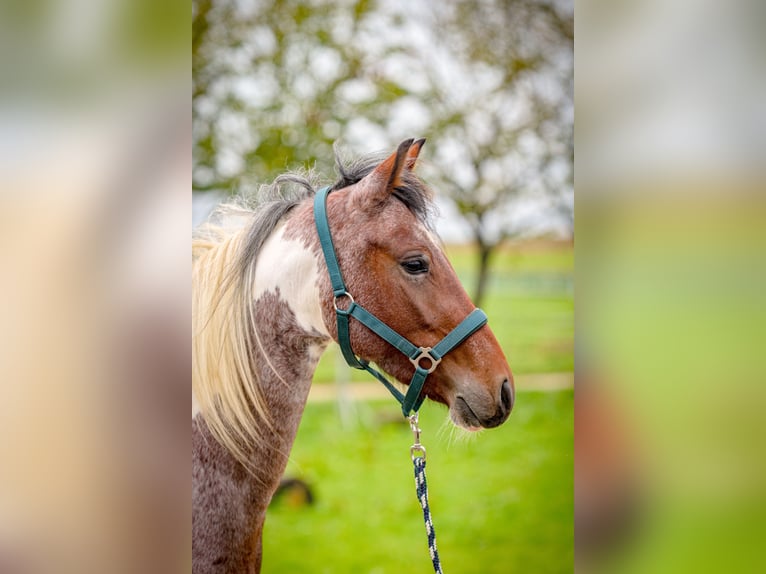 Cavallo da corsa veloce Giumenta 4 Anni 154 cm Pezzato in Aichtal