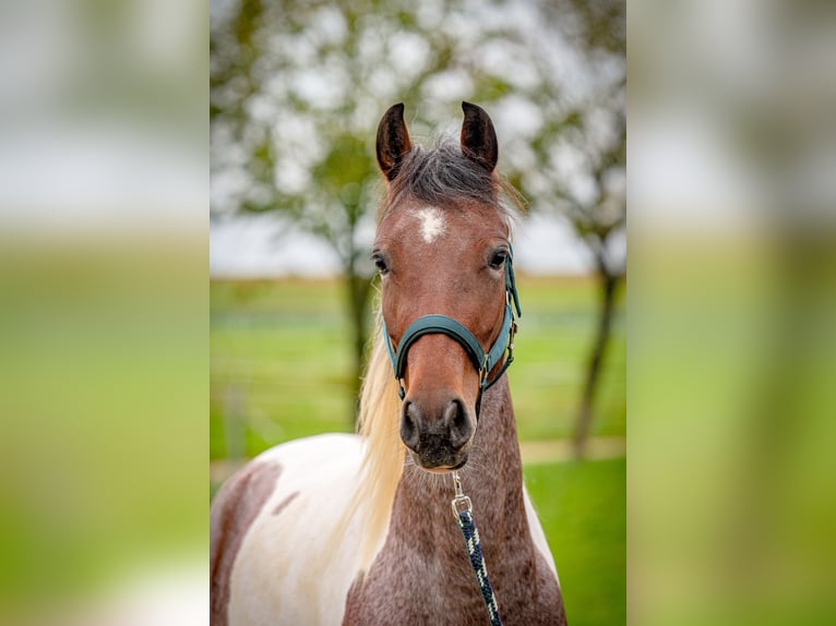 Cavallo da corsa veloce Giumenta 4 Anni 154 cm Pezzato in Aichtal