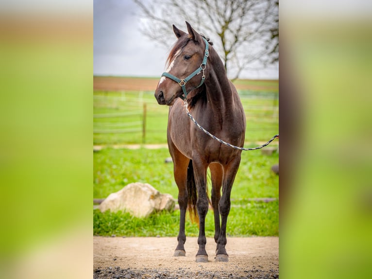 Cavallo da corsa veloce Giumenta 4 Anni 158 cm Baio scuro in Aichtal