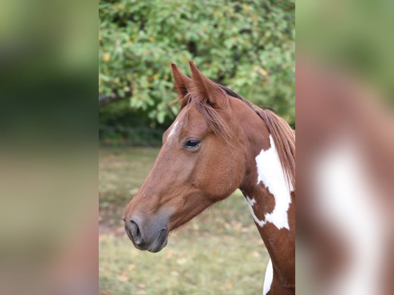 Cavallo da corsa veloce Giumenta 5 Anni 152 cm Pezzato in Schömberg