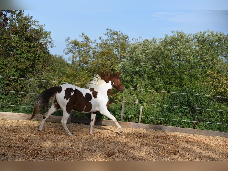 Cavallo da corsa veloce Giumenta 5 Anni 152 cm Pezzato in Schömberg