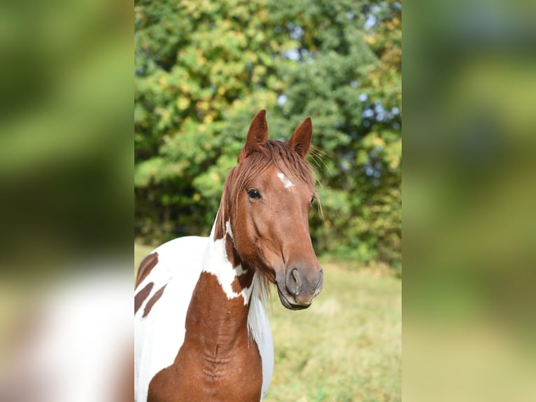 Cavallo da corsa veloce Giumenta 6 Anni 153 cm Baio in Schömberg