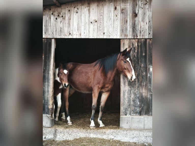 Cavallo da corsa veloce Giumenta 6 Anni 153 cm Baio in Schömberg