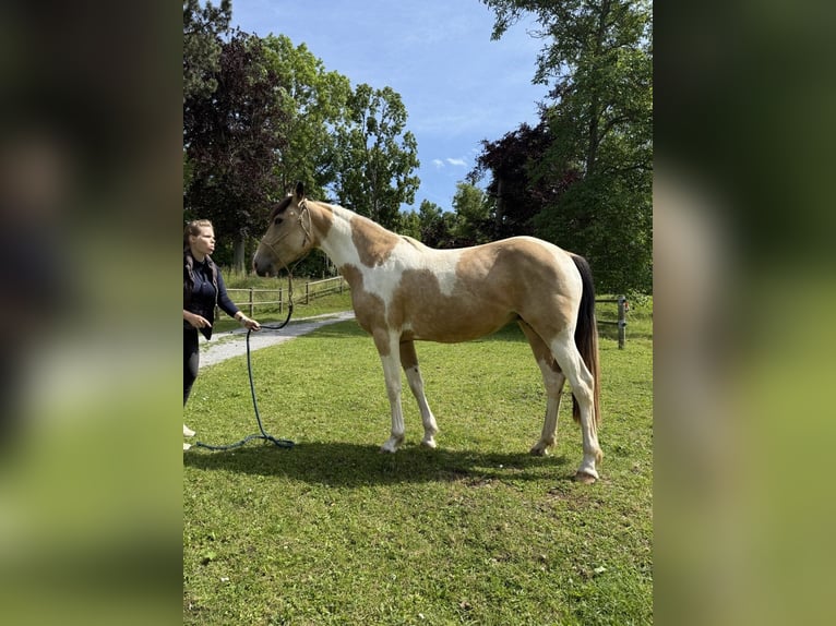 Cavallo da corsa veloce Giumenta 6 Anni 158 cm Pelle di daino in Aichtal