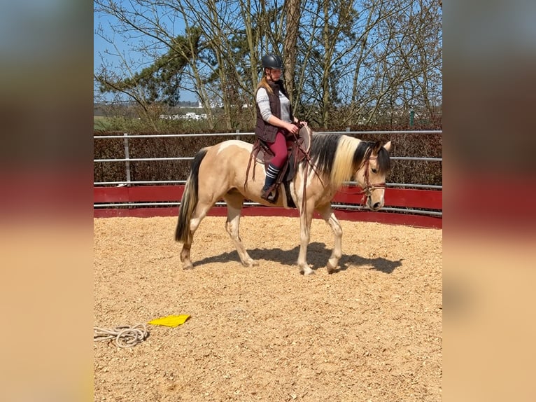 Cavallo da corsa veloce Giumenta 6 Anni 158 cm Pelle di daino in Aichtal
