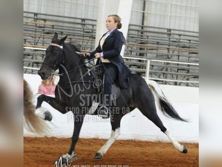 Cavallo da corsa veloce Giumenta 7 Anni 148 cm Tobiano-tutti i colori in Hank