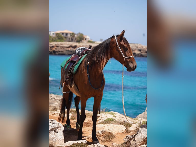 Cavallo da corsa veloce Giumenta 8 Anni 156 cm Baio scuro in Gondenbrett