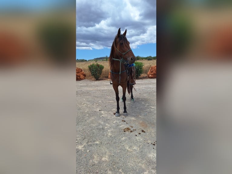 Cavallo da corsa veloce Giumenta 8 Anni 156 cm Baio scuro in Porto Cristo