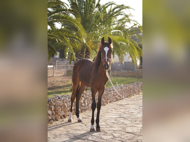 Cavallo da corsa veloce Stallone 2 Anni 157 cm Baio scuro in Manacor Cavallo da corsa veloce Stallone 2 Anni 157 cm Baio scuro in Manacor