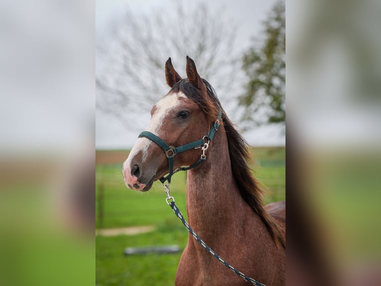 Cavallo da corsa veloce Stallone 3 Anni 160 cm Sabino in Aichtal