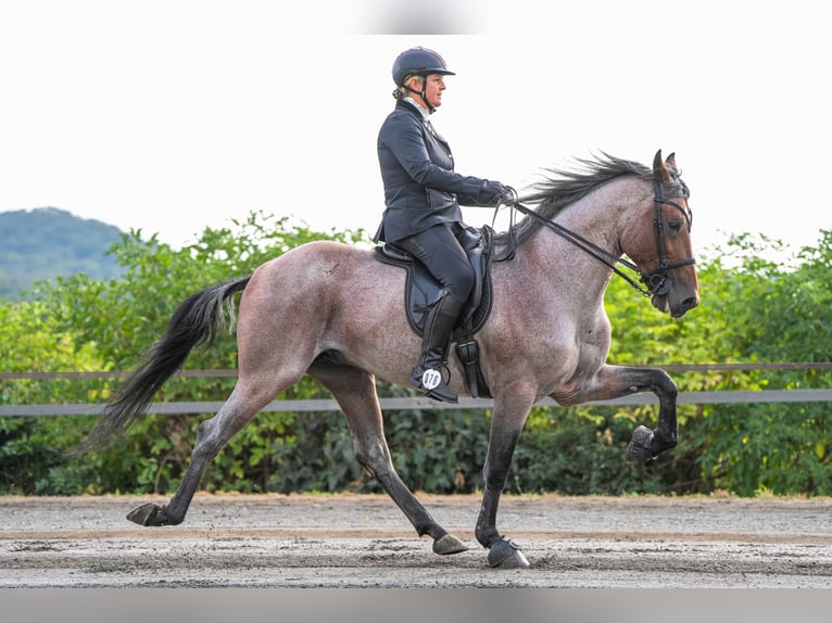 Cavallo da corsa veloce Stallone 3 Anni 160 cm Sabino in Aichtal