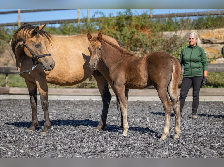 Cavallo da corsa veloce Stallone Puledri (01/2026) 155 cm  in Aichtal
