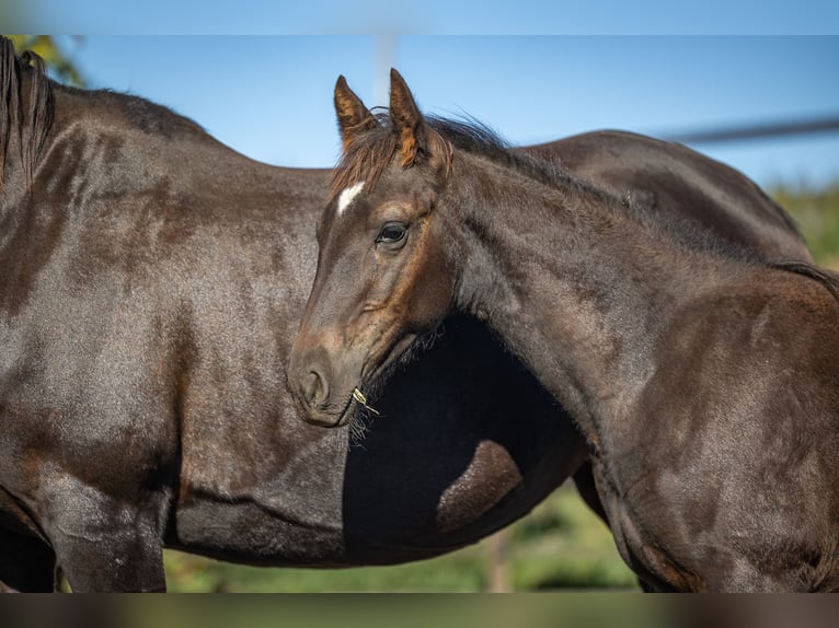 Cavallo da corsa veloce Stallone Puledri (05/2026) 158 cm Morello in Aichtal
