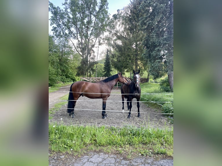 Cavallo da sella tedesco Castrone 10 Anni 165 cm Baio in Bad Urach