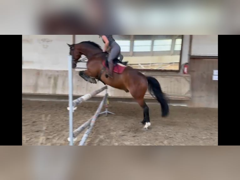 Cavallo da sella tedesco Castrone 10 Anni 165 cm Baio in Bad Urach