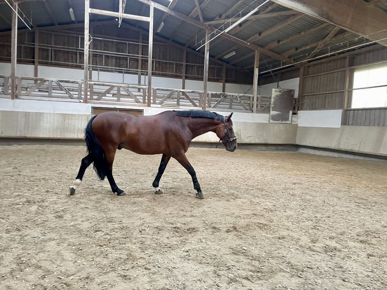 Cavallo da sella tedesco Castrone 10 Anni 165 cm Baio in Bad Urach