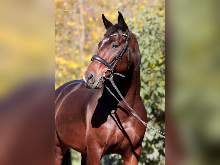 Cavallo da sella tedesco Castrone 10 Anni 165 cm Baio in Bad Urach