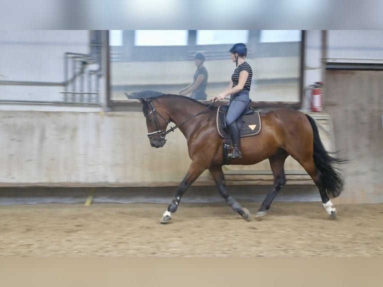 Cavallo da sella tedesco Castrone 10 Anni 165 cm Baio in Bad Urach