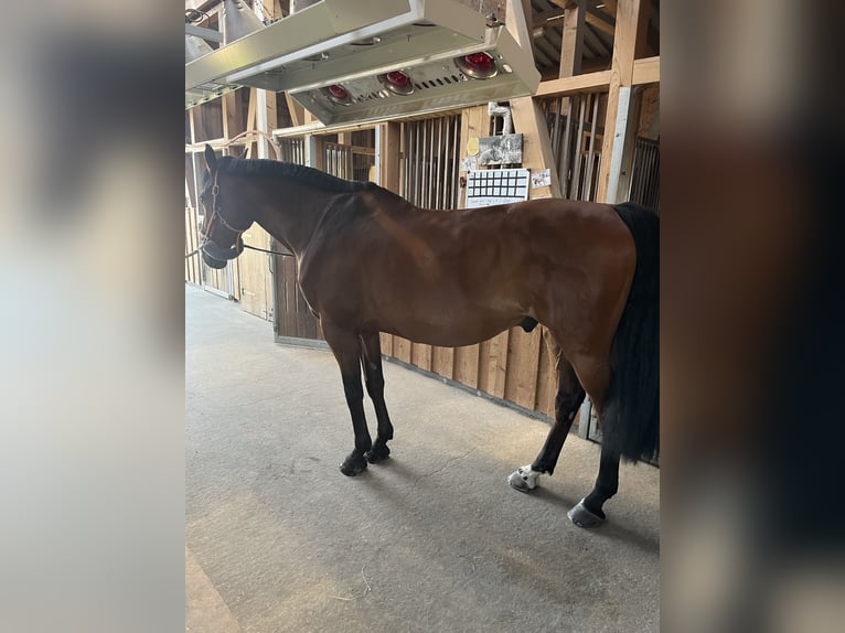 Cavallo da sella tedesco Castrone 10 Anni 165 cm Baio in Stetten am kalten Markt