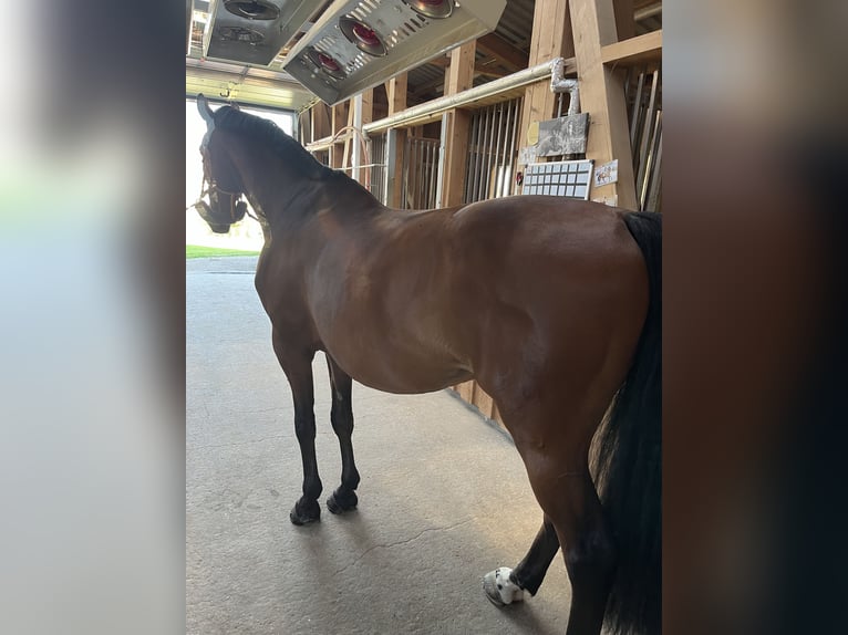 Cavallo da sella tedesco Castrone 10 Anni 165 cm Baio in Stetten am kalten Markt