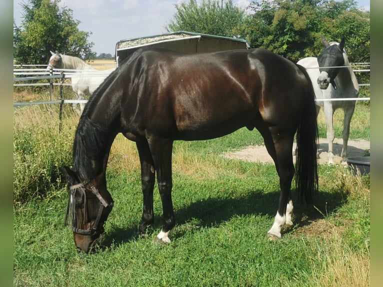 Cavallo da sella tedesco Castrone 10 Anni 165 cm Baio nero in Z&#xF6;rbig