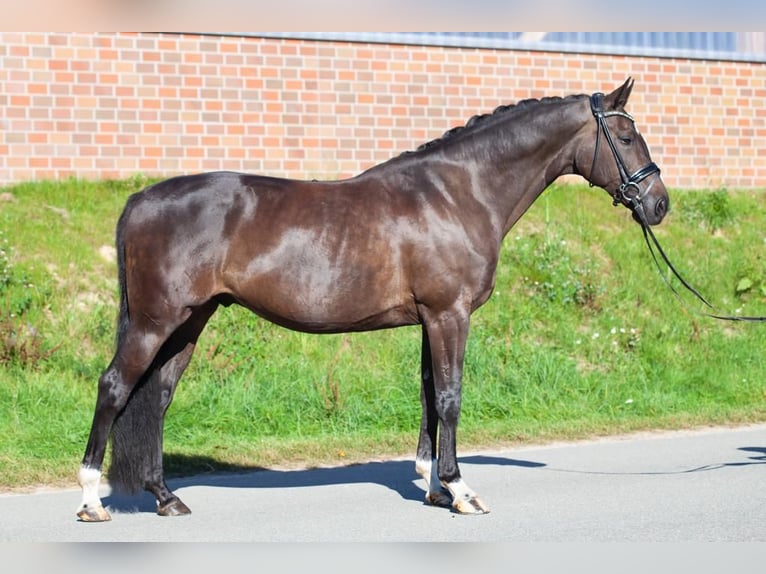 Cavallo da sella tedesco Castrone 10 Anni 169 cm Baio scuro in Rosengarten