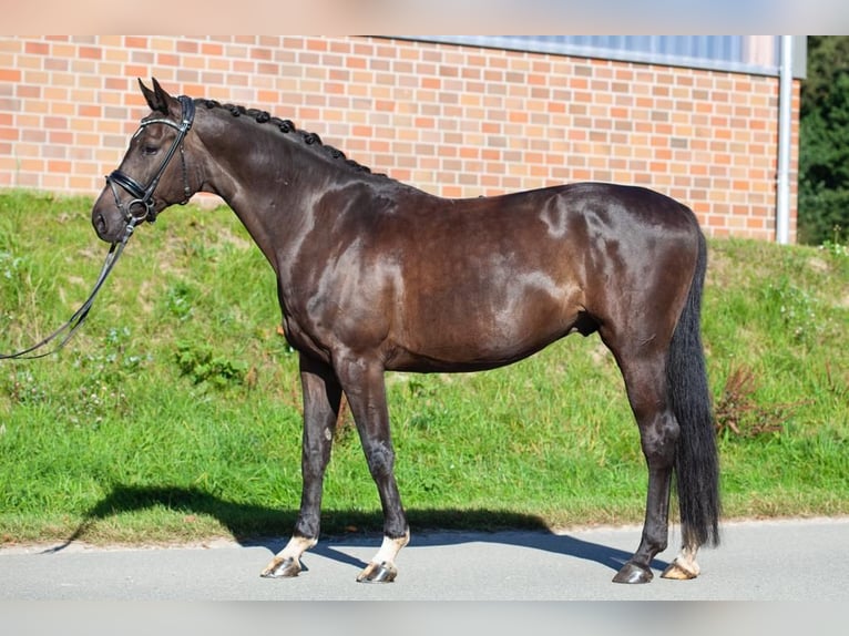 Cavallo da sella tedesco Castrone 10 Anni 169 cm Baio scuro in Rosengarten