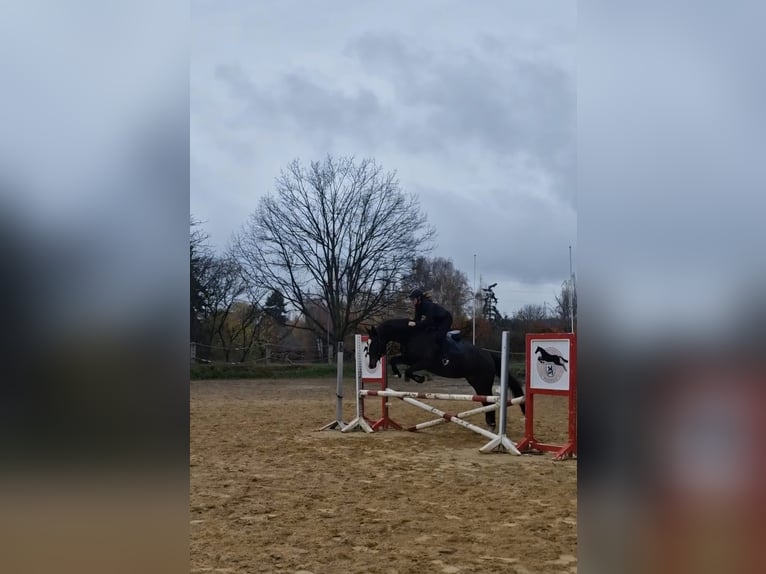 Cavallo da sella tedesco Castrone 10 Anni 170 cm Baio scuro in Ratingen