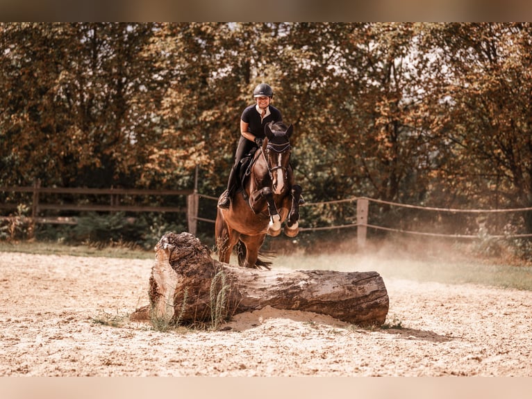 Cavallo da sella tedesco Castrone 10 Anni 170 cm Baio scuro in Ratingen