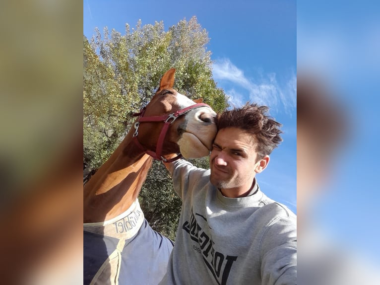 Cavallo da sella tedesco Castrone 10 Anni 172 cm Sauro in Terfens