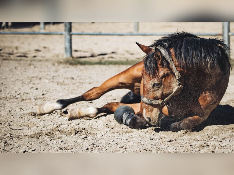 Cavallo da sella tedesco Castrone 10 Anni 174 cm Baio in Sprockhövel