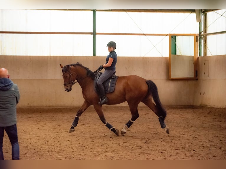 Cavallo da sella tedesco Castrone 10 Anni 174 cm Baio in Sprockhövel