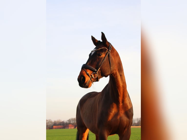 Cavallo da sella tedesco Castrone 10 Anni 178 cm Baio in Heek