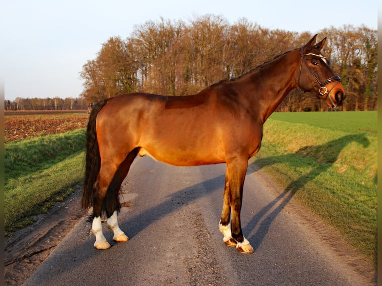 Cavallo da sella tedesco Castrone 10 Anni 182 cm Baio in Heek
