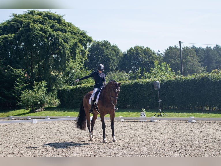 Cavallo da sella tedesco Castrone 10 Anni 182 cm Baio in Heek