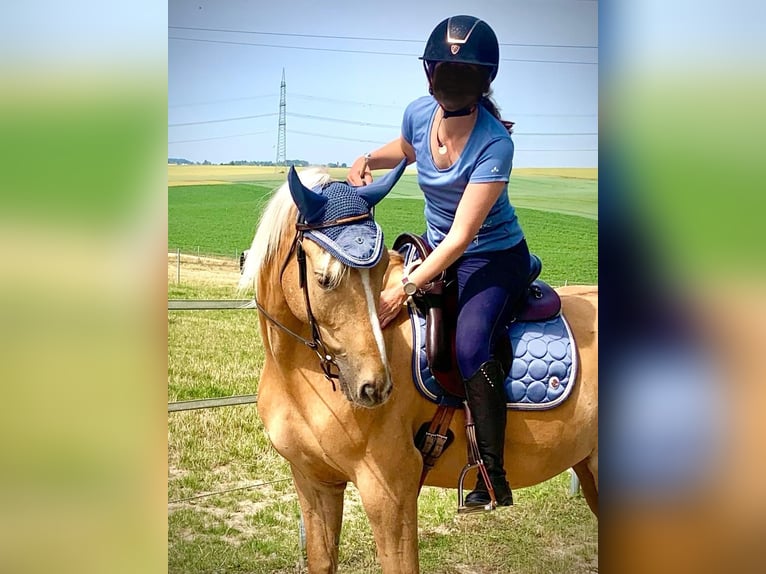 Cavallo da sella tedesco Castrone 11 Anni 160 cm Palomino in Rommerskirchen, Evinghoven